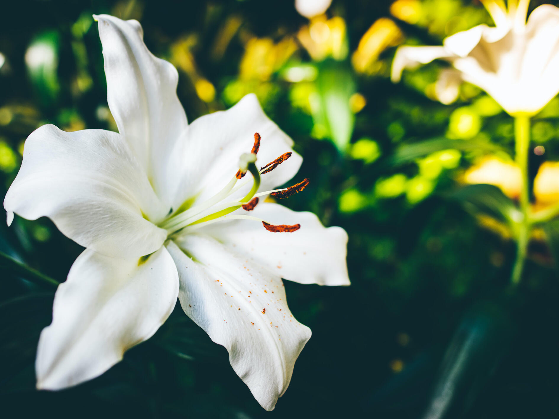 Funeral lilies photo